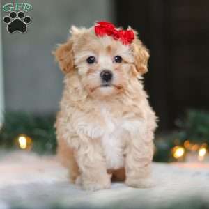 Reese, Havapoo Puppy